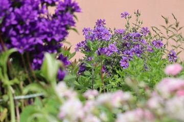Obraz premium Flowers of purple cranesbill (Geranium magnificum) plant in summer garden