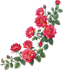 Curved rose bouquet floral vector artwork. Romantic red roses vintage floral decor. Watercolor roses in elegant curve shape. Red rose vine floral design illustration