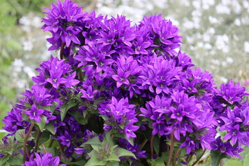 Purple flowers of clustered bellflower (Campanula glomerata) on flowerbed in summer garden