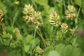 Flowering Wild Liquorice (Astragalus glycyphyllos) plant in wild