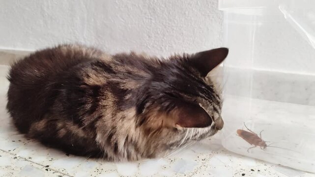 Kitten lying on its paws on the floor takes a cockroach it has found as a toy