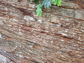 Background of green oak leaf decoration in oak tree wood grain bark background. Surface of oak tree...