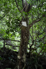 bird house in the forest