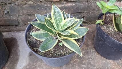 Mother-in-Law's Tongue (Dracaena trifasciata): A Top Choice for Indoor Greenery, Air Purification,...