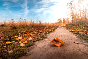 Autumn landscape with road and autumn yellow leaves.