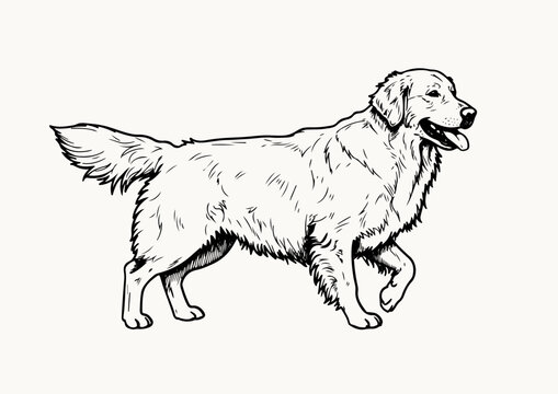 Golden Retriever stencil line art black and white vector illustration isolated on white background