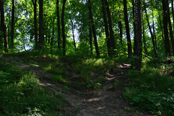 Fototapeta premium A path winding through a sun-dappled forest