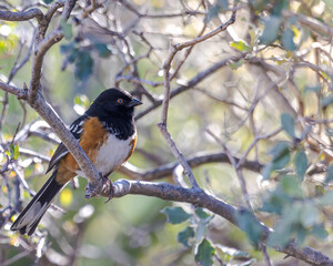 Rascador Moteado (Pipilo maculatus) en la sierra de jimulco