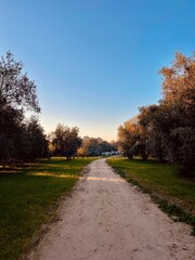 Road among trees and nature during summer.