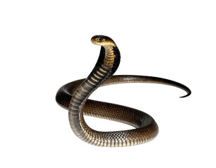 Fototapeta premium Elegant Snake Curving Gracefully Against a Plain Background
