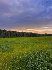 Natural photo of wheat fields with olive trees on the horizon at sunset.