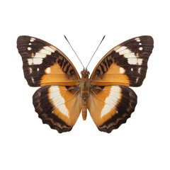 Fototapeta premium Vibrant Butterflies with Striking Patterns and Colors on Display, Isolated on a Clean White Background Transparent background or png