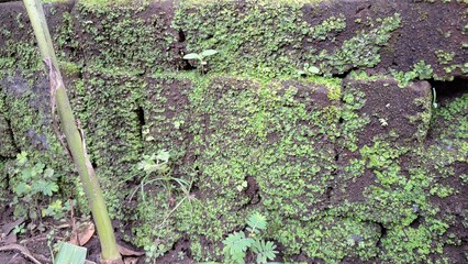 Detailed texture of old, weathered bricks where vibrant green moss has taken hold, creating a natural and aged background pattern