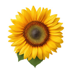 Obraz premium Bright and Cheerful Sunflower with Vibrant Yellow Petals Facing the Sun in a Clear Blue Sky Transparent background or png