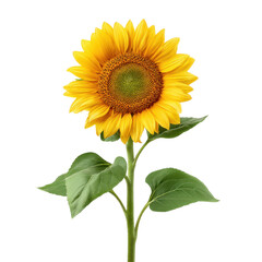 Fototapeta premium Bright and Vibrant Sunflower Blooming with Green Leaves Isolated on White Background Transparent background or png