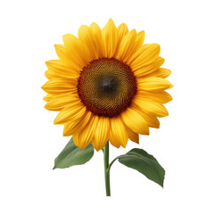 Obraz premium Bright Yellow Sunflower Bloom with Green Leaves Isolated on White Background for Nature and Summer Themes Transparent background or png