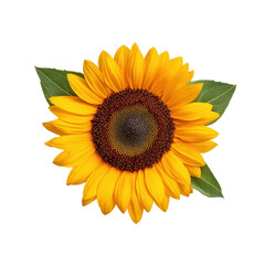 Obraz premium Bright and Vibrant Sunflower with Detailed Petals and Center, Isolated on White Background Transparent background or png