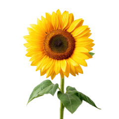 Obraz premium Bright and Vibrant Sunflower Blooms in Full Glory with Rich Yellow Petals and Green Leaves Isolated on White Background Transparent background or png