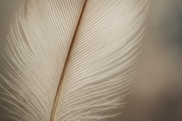 Close up view of a light colored feather with detailed texture showing