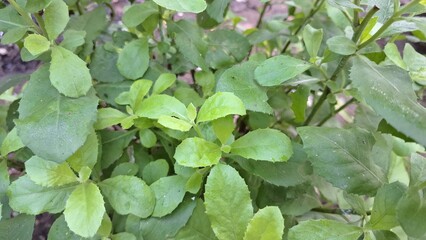 Obraz premium Close Encounter with Green Indian Camphorweed Leaves (Pluchea Indica): Showcasing the Herbal Beauty and Aromatic Qualities of this Medicinal Plant for Wellness and Botanical Themes