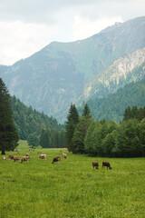 The Hintersteiner valley, Bad Hindelang, Germany	