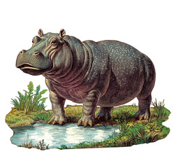 Obraz premium Vintage Illustration of Hippopotamus