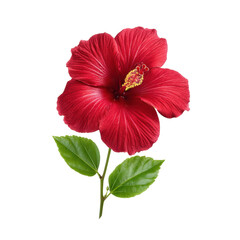 Vibrant Red Hibiscus Flower with Fresh Green Leaves Isolated on White Background Transparent background or png