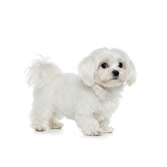 Obraz premium white pomeranian dog