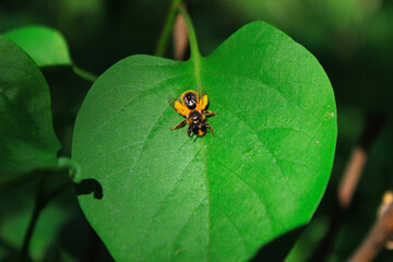 bee on the leaf