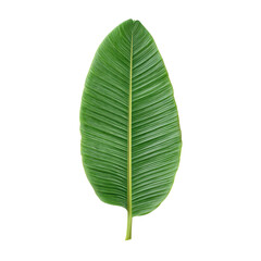 Obraz premium Large Single Green Leaf with Prominent Veins on a Transparent Background for Nature and Botanical Themes Transparent background or png