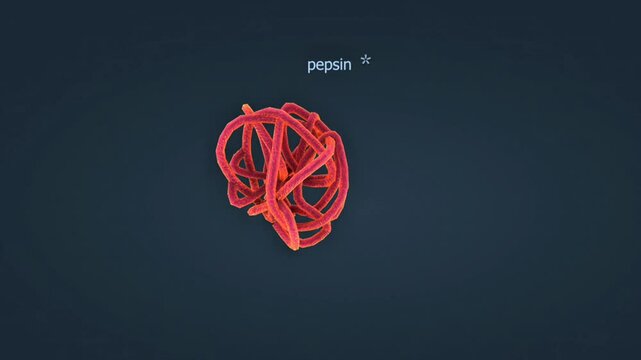 Digestion of protein