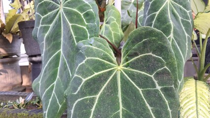 Vibrant Anthurium Crystallinum 'Mini Elephant Ear' in Bloom: A Lush Tropical Garden Gem with Exotic...