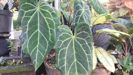 Vibrant Anthurium Crystallinum 'Mini Elephant Ear' in Bloom: A Lush Tropical Garden Gem with Exotic...
