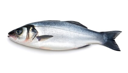 Obraz premium Fresh Sea Bass with White Background.