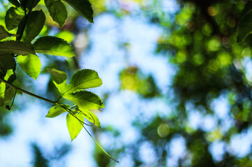 Beautiful morning nature background with a flora tree.