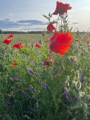 red poppy field
