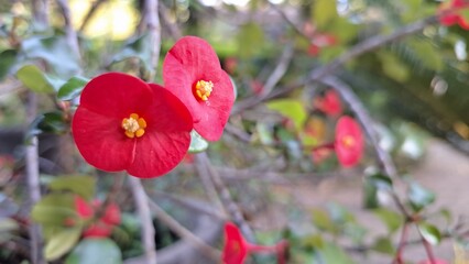 Beautiful red blooms of Euphorbia milii (Crown of Thorns) with fresh green foliage, a vibrant image...