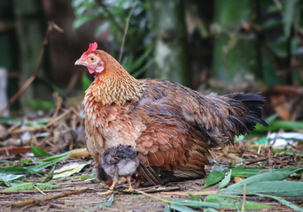 hen and chicks  photo