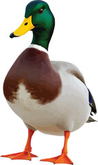 mallard duck
