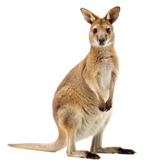 Wallaby png small kangaroo png Australian marsupial png wild wallaby png hopping animal png furry wallaby png brown wallaby png transparent background image