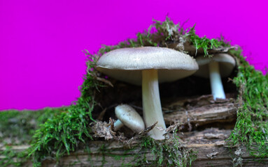 The magic of the forest world unfolds in this composition: mushrooms elegantly grow from a mossy...