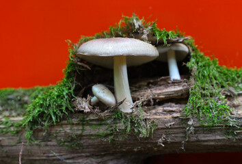 A natural forest composition: mushrooms growing on a mossy log create a magical atmosphere. Vibrant...