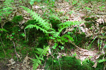 Young green ferns grow among moss and dry leaves on the forest floor. This natural scene shows the rich vegetation of the forest bottom, creating a sense of coziness and tranquility in the forest envi