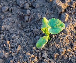 A small sprout with bright green leaves breaks through the loose soil. This symbol of new life and...