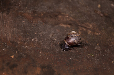 snail on a wooden surface