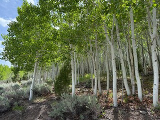 bamboo forest in thailand