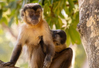 Tender moment: Baby capuchin monkey clings to its mother in natural habitat.