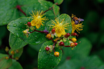 Sommer im M&uuml;nsterland