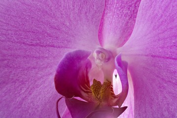 Macro Close-Up of a Purple Orchid Bloom