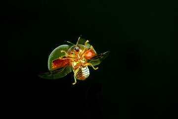 A bug flying on a black background